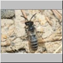 Andrena flavipes - Sandbiene m07b 9mm OS-Hasbergen-Lehmhuegel.jpg